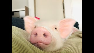 トコちゃんの異種間交流