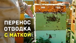 Как переносим отводок с репродуктивными матками. Улей ППУ Нижегородец