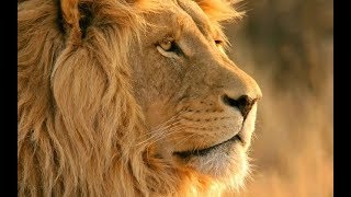 Царь зверей.  Документальный фильм  о жизни львов National Geographic Channel TV