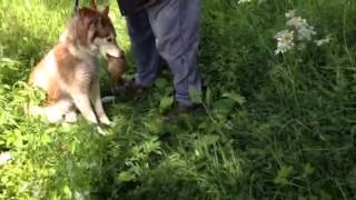 Хаска с добычей. Siberian Husky