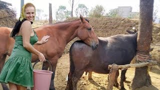 Buffalo and horse meeting
