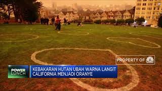 Geger Kebakaran Hutan di California