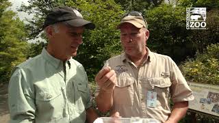 Let's Talk about Monarch Butterflies - Cincinnati Zoo
