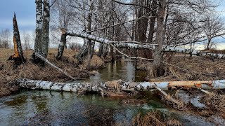 Бобры нам сделали красивое и мокрое. Преодолеваем бурные реки изо всех сил