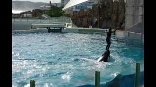 Orca Show, Kamogawa Sea World, Japan, October 22, 2013