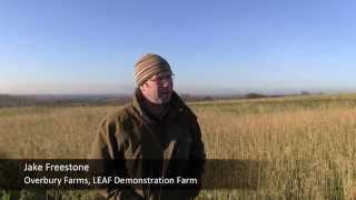 Cover Crops: Benefits and Management