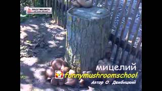СОВЕТЫ Бывалого Вёшенка на ПНЯХ