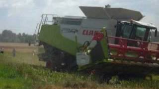 Moisson du colza 2009 avec une claas lexion 600 V1050