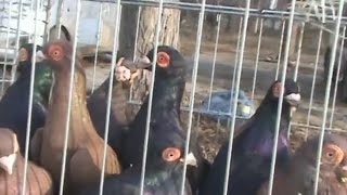 Ярмарка голубей и домашней птицы, г.Северодонецк. 4 марта 2017, часть 1