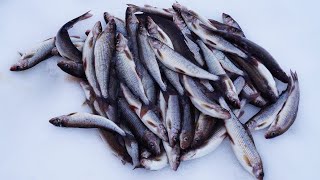 Подлёдная рыбалка.  Ловля хариуса