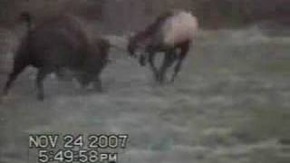 Bison Vs Elk