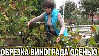 Виноград осенью  Обрезка винограда