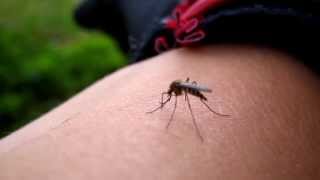 Sinek Isırması ve Kan Emmesi HD - Mosquitos bites and suck blood in HD