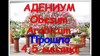 РЕЗУЛЬТАТ Адениумы. Прошло 4,5 месяца после посадки семян