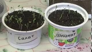 Рассадные хлопоты. Дачные советы от 29.03.2018
