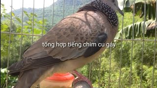 Tiếng chim cu gáy kích bổi nhanh nổi
