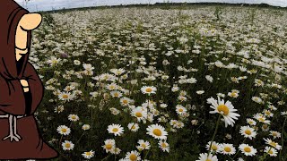 Рыбалка в Ромашковых полях на реке Сок Самарской области с донками ловим окуня на живца