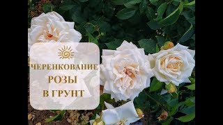 ПЛЕТИСТЫЕ РОЗЫ ЛЕБЕДИНОЕ ОЗЕРО*SWAN LAKE/ЧЕРЕНКОВАНИЕ