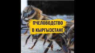 Пчеловодство в Кыргызстане