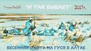 Весенняя охота на гуся в Алтае 08.04.2017г. Студия ВиДиВ
