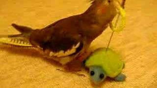 My Cockatiel trains for her quoits 1.オカメの輪投げ 1