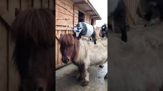 Funny goat riding a horse