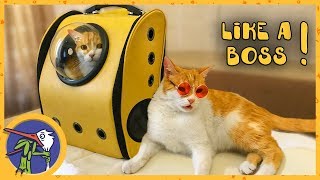 Распаковываем посылки для котика Рыжика