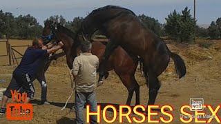 horses SEX #вязка лошадей