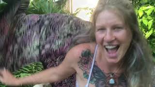 Susy’s Coconut Grove Paradise “ The Jungle”