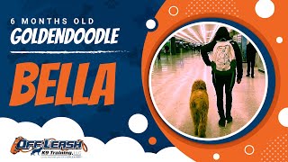 Bella | 6 Month Old | GoldenDoodle |