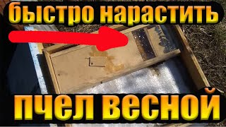 Зачем я подкармливаю пчел весной?Потолочная кормушка для пчёл.наращиваем пчел