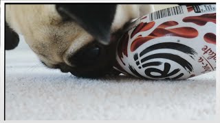 TWO PUGS?! | MoreTDM