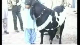 299kg Goat for Eid-ul-Adha World Heavy weight Goat 2017