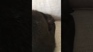 Hrapi cat