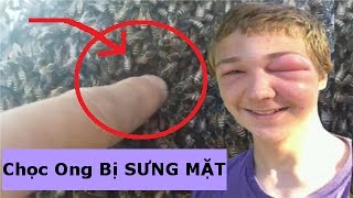 THỬ THÁCH Bắt Ong Chúa Và Bị Chích SƯNG MẶT ,Theo Chân Tèo Em Bắt Ong Mật