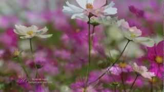 ✿❤✿ Romantic guitar: NICOLAS DE ANGELIS - Quelques Notes Pour Anna