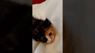 киска малышка играет редкий зверек трехцветная. шалит
