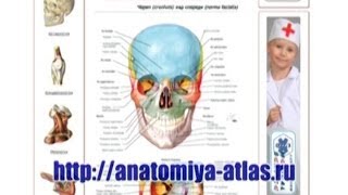anatomiya-atlas.ru - анатомический онлайн-атлас