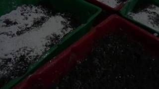 Рассаживаем молодь/Массовая подготовка субстрата/Разведение червя дендробена