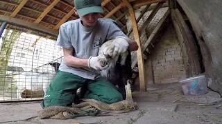 #5 Mein Alltag im Tierpark / Klauen schneiden bei den Ziegen!