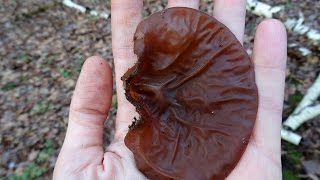 Аурикулярия уховидная (Auricularia auricula-judae), или Иудино ухо - чёрный древесный гриб Муэр