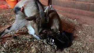 Whinny goat gives birth to her first kid.