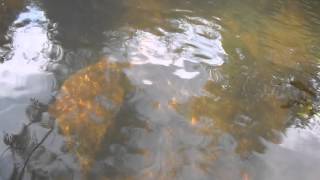 Stream in Coorg (Watch in HD)