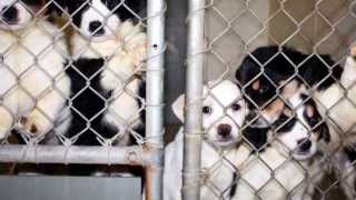 Animal abuse spoken word poem
