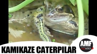 Kamikaze Caterpilar - Fails World