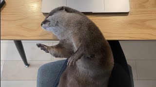 カワウソさくら 飼い主にひっついて寝るために無理矢理寝始める Astonishing sleeping otter