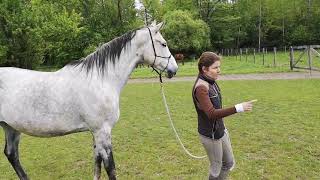 Parelli natural horsemanship z Julią Opawską