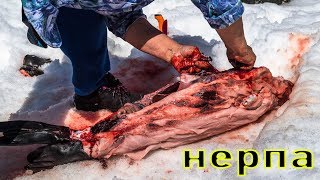Как разделывают нерпу в Гренландии