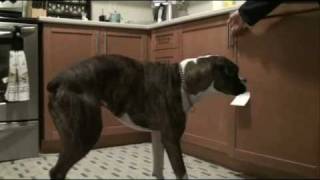 Dog hits head