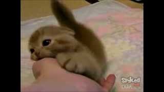 The cutest kittens ever !!! (compilation)